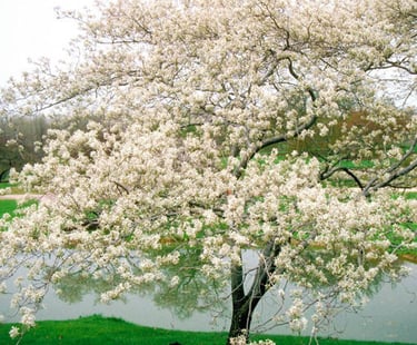 Arbre à floraison blanche intégré aux aménagements paysagers de la Résidence Santini