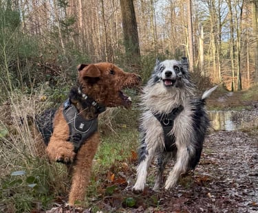 Buddy Doggy Dog walking Dog sitting Brussels