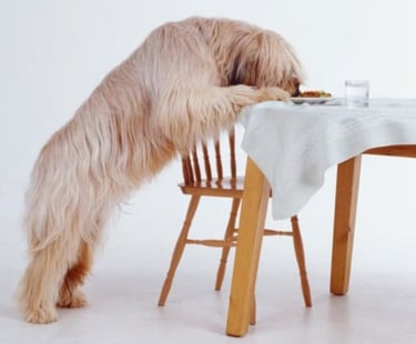 Hund steht am Tisch und frisst vom Teller