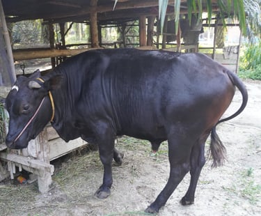 Sapi 11B - Abu Darda 1447H