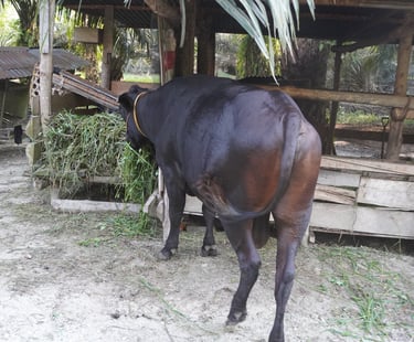 Sapi 11C - Abu Darda 1447H