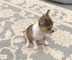 AKC Louisiana Chihuahua puppy chocolate and white looking down at white and gray rug