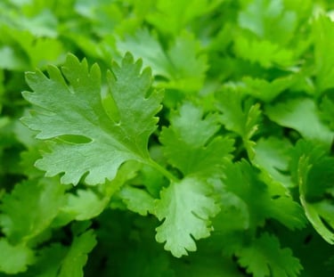 parsley