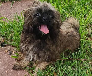 Brown happy smiling Mal-Shi puppy in grass.