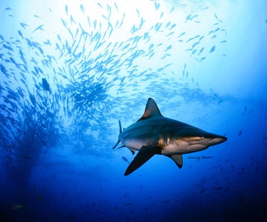 galapagos shark at Cocos Island, Costa Rica