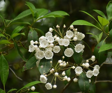 a leafy Mountain Laurel bush with white flowers in full shade