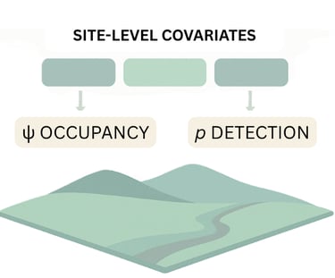 a diagram of occupancy modelling