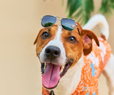 Feliz Jack Russell Terrier con gafas de sol y camisa hawaiana naranja tropical para unas vacaciones 