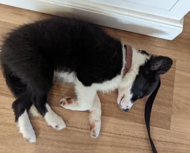cute puppy sleeping on the floor