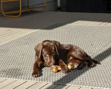 a puppy laying on a mat rug in a patio