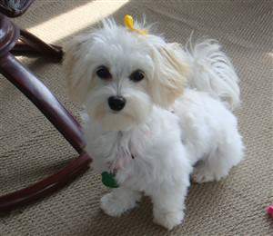 cute white maltipoo puppy standing outside 