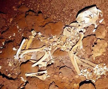 Fossil Marsupial Lion, thylacoleo carniflex, Flightstar Cave, Nullarbor