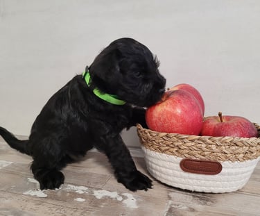 Magnifique chiot Schnauzer avec des pommes