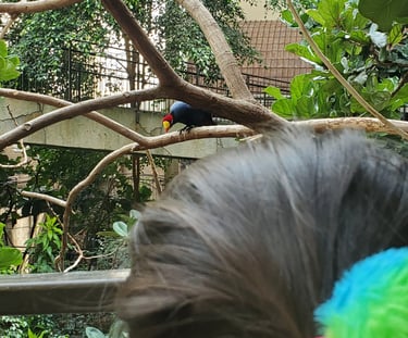 Bird Kingdom