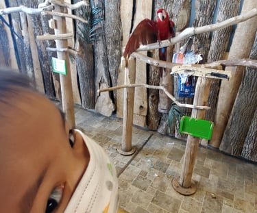 Bird Kingdom