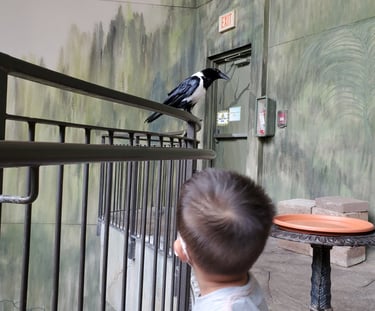 Bird Kingdom