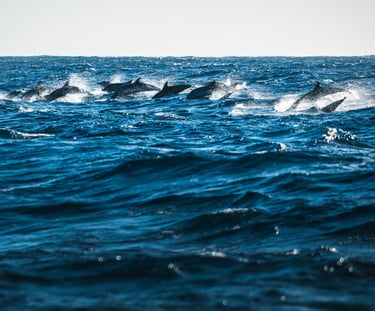 Whale and dolphin watching in Madeira