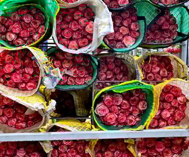 Bundles of fresh pink and red roses wrapped in protective mesh for floral wholesale.