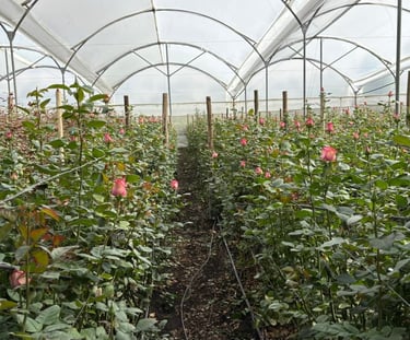 Pink roses growing in neat rows inside a commercial greenhouse nursery.