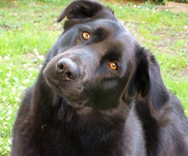ma chienne qui me regarde intriguée