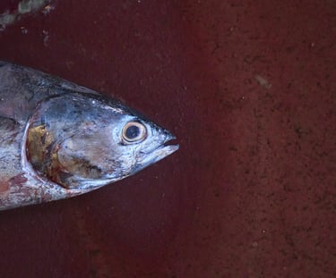 A fresh whole tuna fish head resting on a dark red surface at a seafood market.