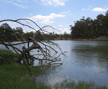 The confluence of Murray River and Murrumbidgee River near the town of Boundary Bend  Scott Davis