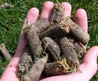 when to aerate lawn