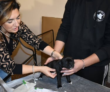 Veterinaria visita cucciolo di Staffordshire Bull Terrier presso allevamento Grecalestaffs Sicilia