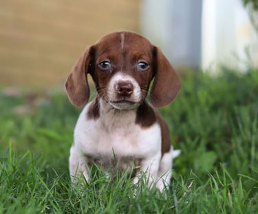 Dachshund Puppies for Sale