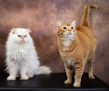 Hermosas fotos de gatos el persa Daly y el cliollo Mochi.