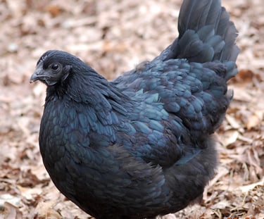 ayam cemani hen for sale
