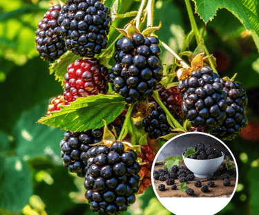 Nursery in Rajahmundry