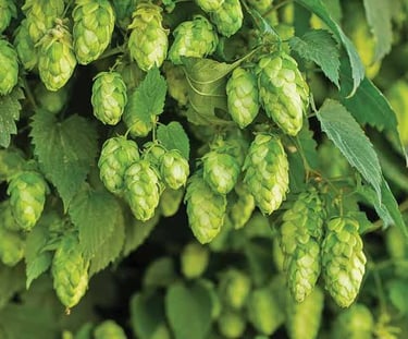 houblon