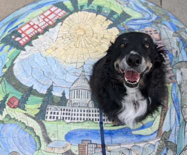 downtown olympia dog walk