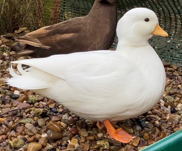 White Call duck