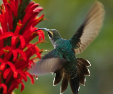Photography & Birdwatching Manu National Park by Bus 8 Day Amazon Wildlife