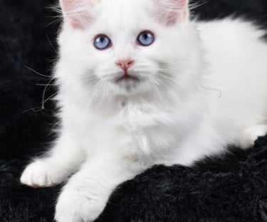 Willoo des Dolls de Mitilo