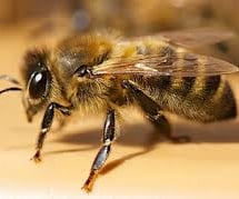 Pollen