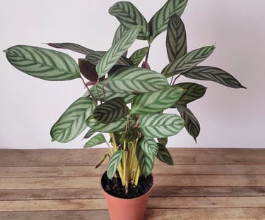 Maranta