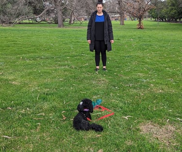 Shih Poo - poodle x shitzu drop stay with owner standing away