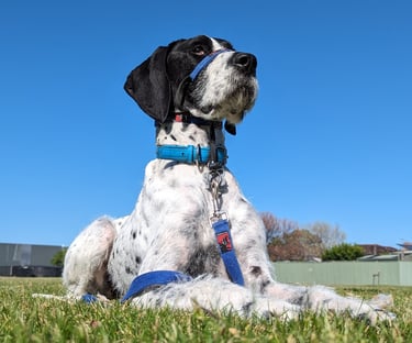 Regal Duplo English Pointer in drop command
