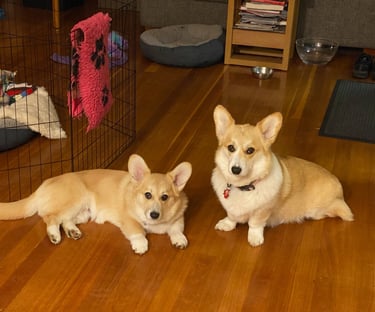 Corgi dogs laying together