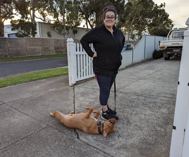 Staffy in drop rolling on back owner holding lead laughing