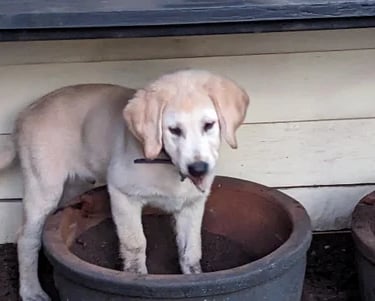 a puppy is standing in a potted planter