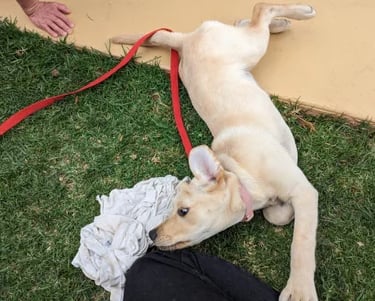 a puppy laying on the grass with a leash attached to a leash