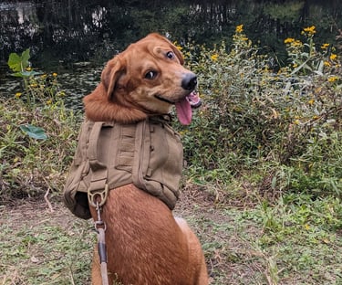 I really cute dog smiling, with brown fur and cool teeth