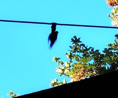 Portland, OR - One troll hanging upside down from a cable at Troll Bridge