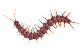 TLC Upstate Lawn & Pest Centipede Control