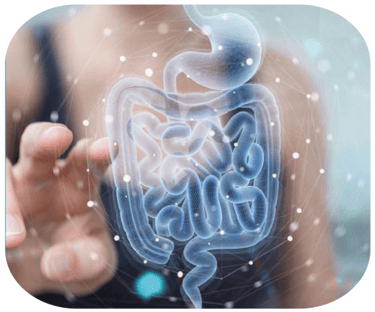 illustration SIBO- prise en charge nutritionnelle