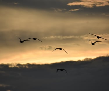 Silhouetted waterbirds in flight during golden Chiapas sunset – birdwatching in Mexico’s wetlands